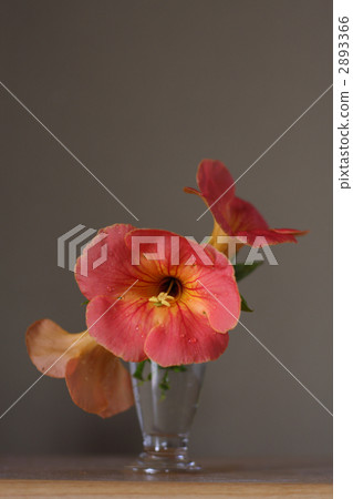 chinese trumpet creeper, bloom, blossom 2893366