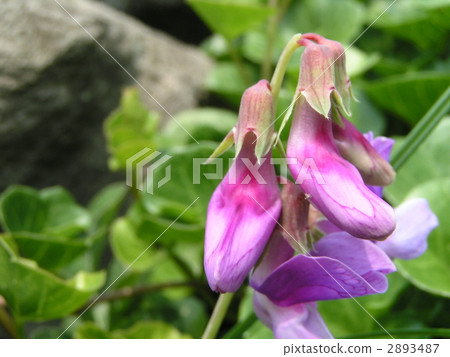 開花在夏天的Inage海岸 2893487