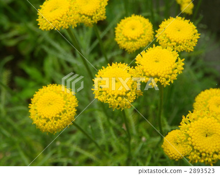 santolina, bloom, blossom 2893523