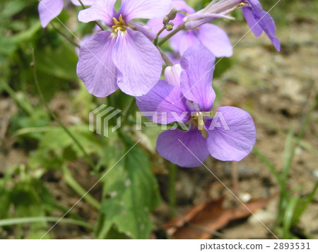 Hamadonicon花稱為栽培蘿蔔野生 2893531