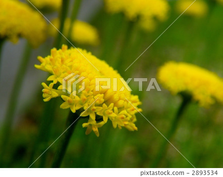 herb, herbal, dried flower 2893534