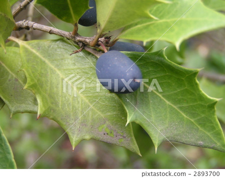 Hiraginanten葉子像霍莉，水果像南方的天空 2893700