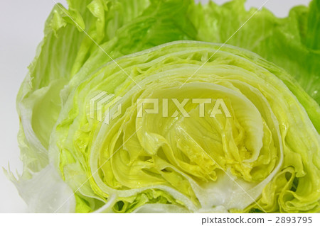lettuce	 2893795