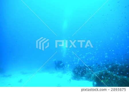 diving, blue water, marine 2893875