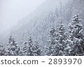 Snow scene 2893970