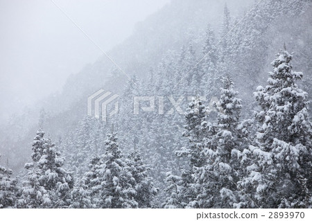Snow scene Snow scene 2893970