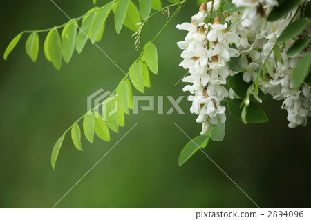 Acacia (fake acacia) 2894096