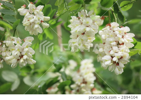 金合歡(假金合歡) 金合歡(假金合歡) 2894104