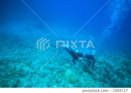 水生的 水下 在水中 2894157