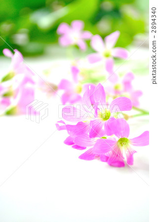 銅錘 花朵 花 2894340