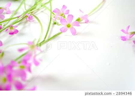 銅錘 花朵 花 2894346