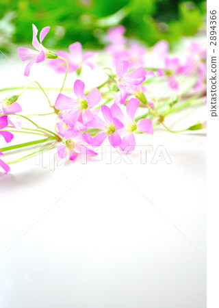 銅錘 花朵 花 2894366