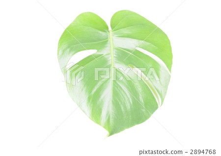 Monstera 2894768