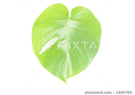 Monstera Monstera 2894769