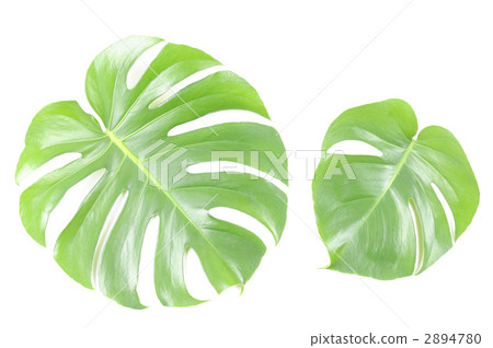 Monstera 2894780