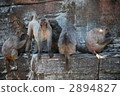 A group of rhesus monkeys 2894827
