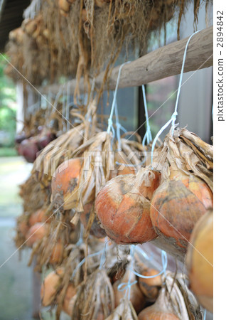 Sword onion Sword onion 2894842