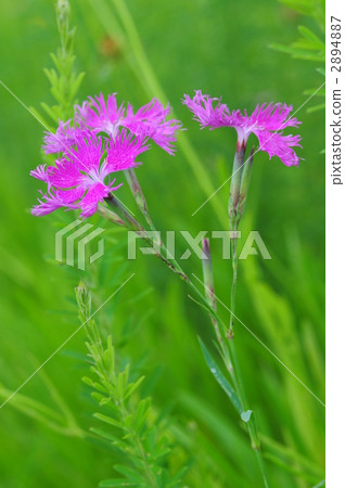 Kawaranadeshiko 2894887