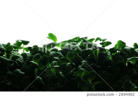 kaiware daikon, white radish sprouts, kaiware sprout 2894902