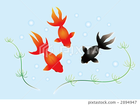 Goldfish Goldfish 2894947
