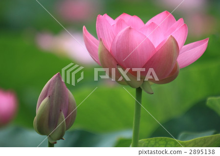 Oga lotus Oga lotus 2895138