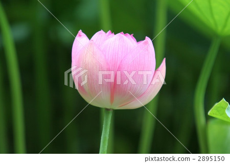 Oga lotus Oga lotus 2895150
