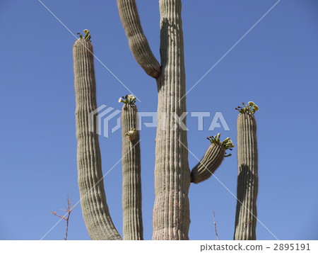 Saguaro cactus Saguaro cactus 2895191