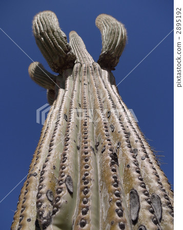 Saguaro cactus Saguaro cactus 2895192