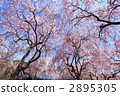 Reddish cherry blossoms 2895305