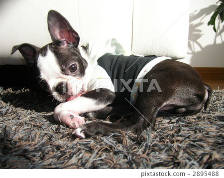 Capac (^ v ^) 2895488