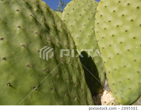 Petice cactus 2895581