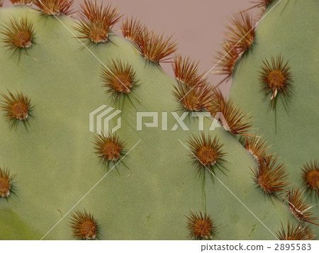 Petice cactus 2895583
