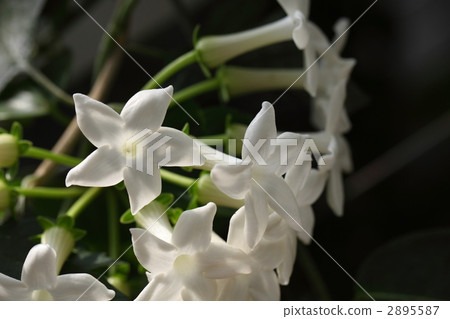 Madagascar Jasmine 2895587