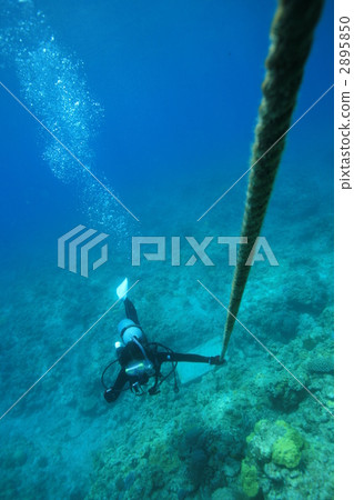 diver, divers, diving 2895850