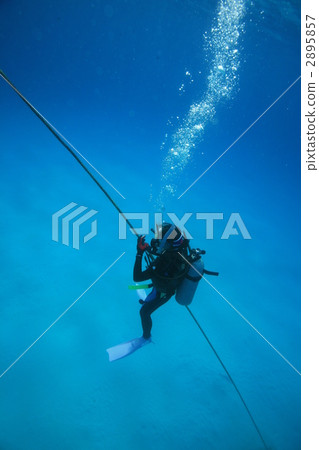 diver, divers, diving 2895857