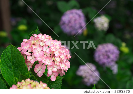 Hydrangea Hydrangea 2895870