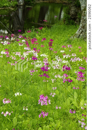 九輪草 花園 花朵 2896062