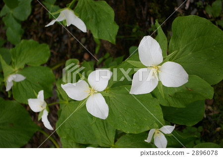 wake robin, trillium, flower 2896078
