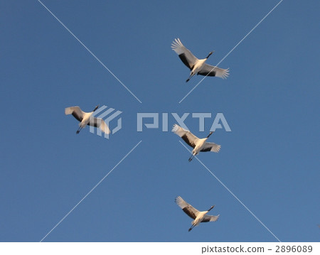 japanese crane, red-crowned crane, crane 2896089