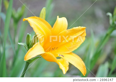 Hemerokarisu Hemerokarisu 2896147