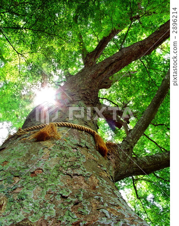 One hundred scenery of Ibaraki · Powered by Zelkova trees growing in Misogi 2896214