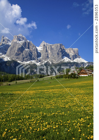 Dandelion region's dandelion field Dandelion region's dandelion field 2896353
