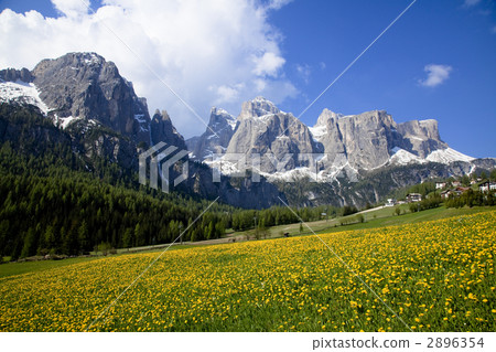 Dandelion region's dandelion field Dandelion region's dandelion field 2896354