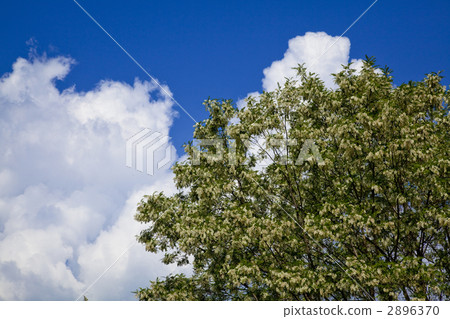 Marronnier flowers in the Gardena valley 2896370