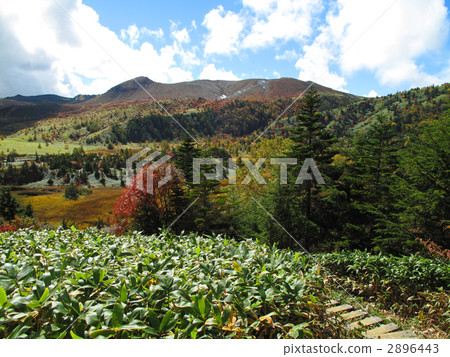 Yoshigei Mire 2896443