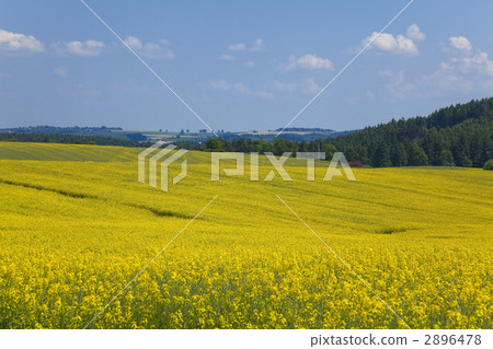 Rape flower fields in the Bohemian region 2896478