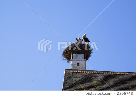 Risto village stork 2896748
