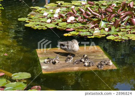 In the city of Vienna In the city of Vienna 2896824