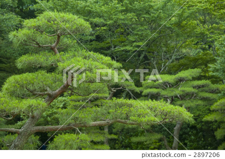 伊勢神宮杉樹 2897206