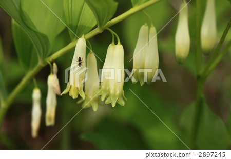 花 花 2897245